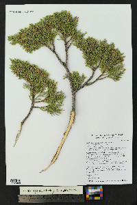 Juniperus monosperma image