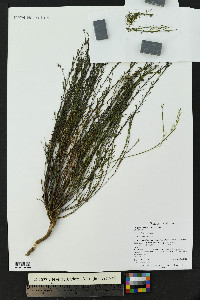 Polygala scoparioides image