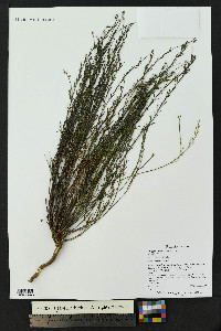 Polygala scoparioides image