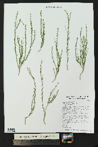 Polygala scoparioides image