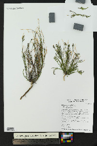 Polygala scoparioides image