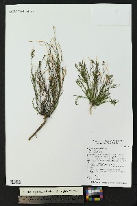 Polygala scoparioides image