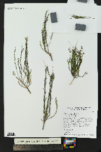 Polygala scoparioides image