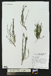 Polygala scoparioides image