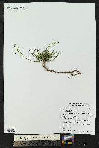 Polygala scoparioides image