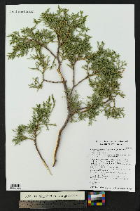 Juniperus deppeana image