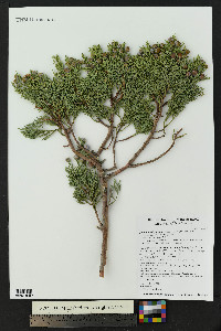 Juniperus deppeana image