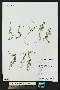 Ranunculus aquatilis var. diffusus image