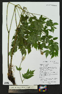 Actaea rubra image