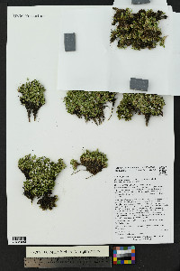 Cherleria obtusiloba image