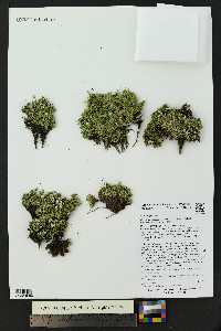 Cherleria obtusiloba image