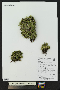 Cherleria obtusiloba image