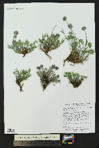 Trifolium dasyphyllum image