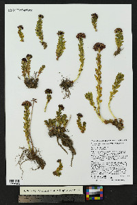 Rhodiola integrifolia image