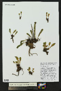 Rhodiola integrifolia image