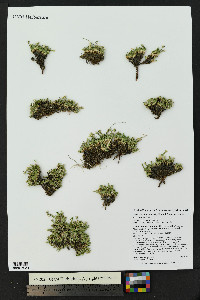 Cherleria obtusiloba image