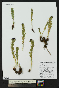 Rhodiola integrifolia image