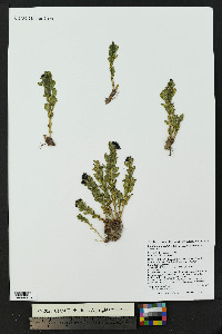 Rhodiola integrifolia image