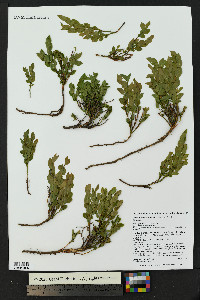 Vaccinium scoparium image