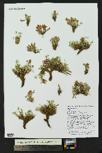 Trifolium nanum image