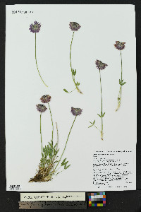 Trifolium attenuatum image