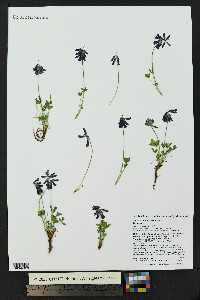 Trifolium brandegeei image