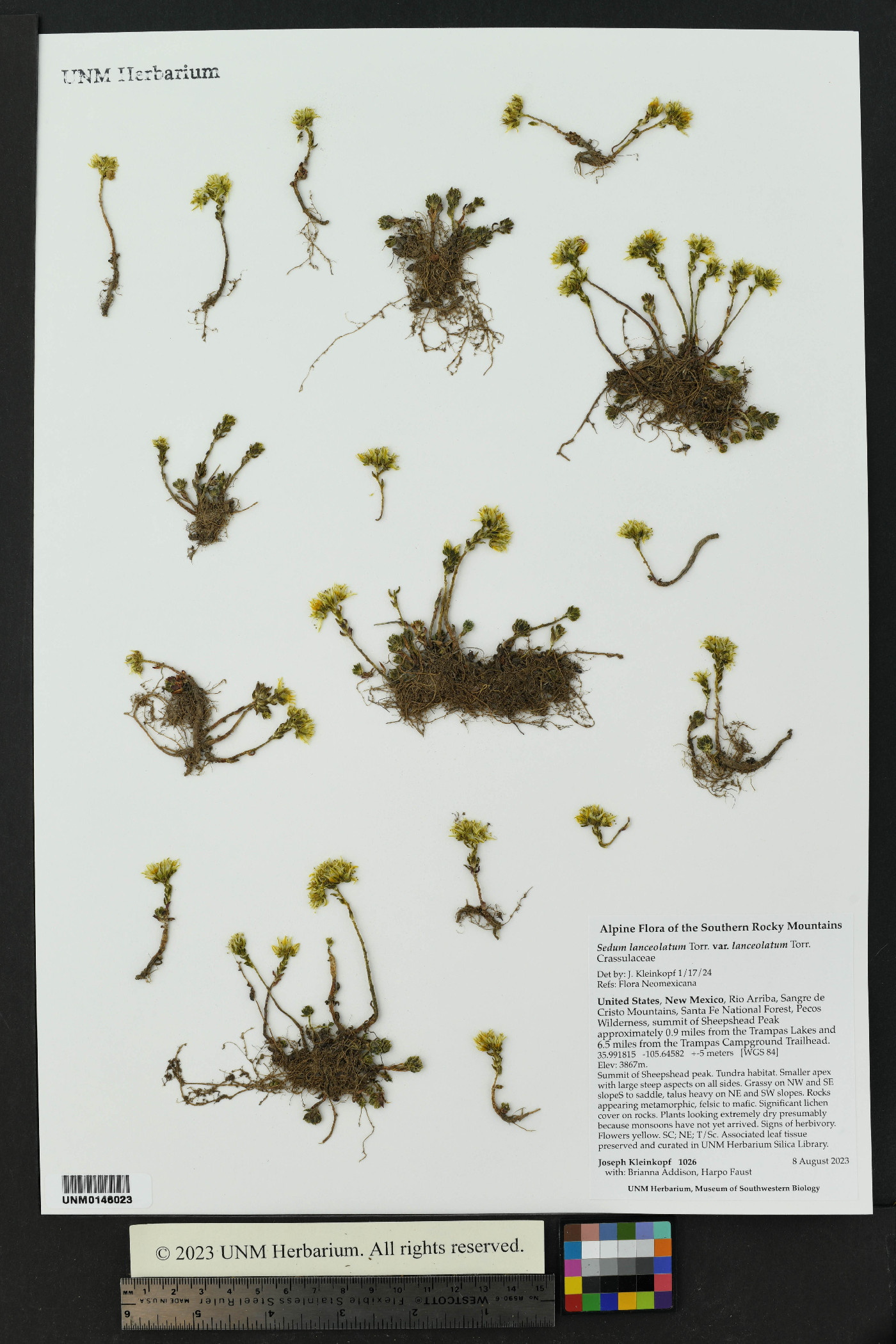 Sedum lanceolatum var. lanceolatum image