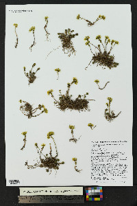 Sedum lanceolatum image