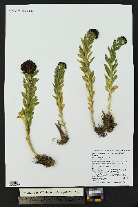 Rhodiola integrifolia image