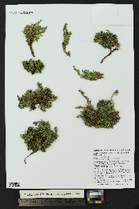 Cherleria obtusiloba image