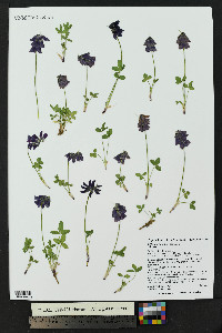 Trifolium brandegeei image