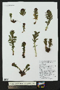 Rhodiola integrifolia image