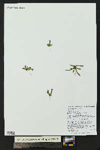 Gentiana prostrata image