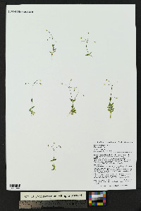 Stellaria irrigua image