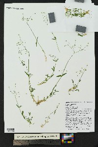 Stellaria irrigua image