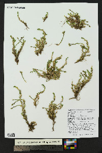 Cherleria obtusiloba image