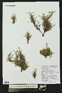 Cherleria obtusiloba image