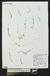 Stellaria longipes image