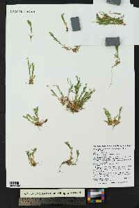 Stellaria longipes subsp. longipes image