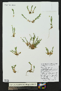 Stellaria longipes subsp. longipes image