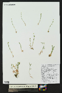 Stellaria longipes image