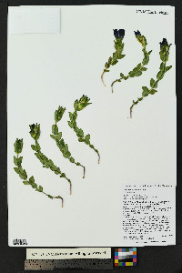 Gentiana parryi image