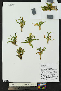 Gentiana algida image