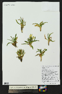 Gentiana algida image