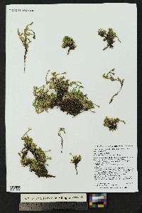 Cherleria obtusiloba image