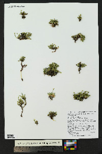 Cherleria obtusiloba image