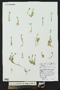 Cerastium arvense image