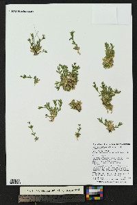 Cerastium beeringianum image