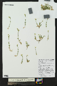 Cerastium arvense subsp. strictum image