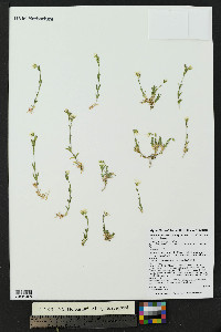 Cerastium arvense subsp. strictum image